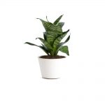 گلدان آپارتمانی دراسنا کامپکت - تصویر 3