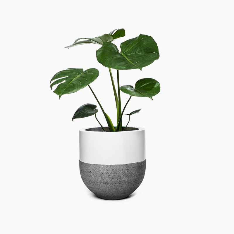 product-18 گلدان آپارتمانی یوکا بدون ساقه - تصویر 1