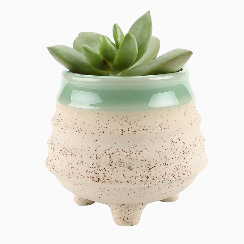 product_26 گلدان آپارتمانی تیلادنسیا - تصویر 1